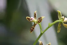 Orquídeas, Bromelias y Anturios 