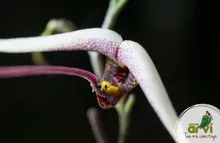 Scaphosepalum orquidea bufalo