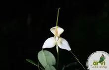 Masdevallia xanthina orquidea