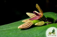 pleurothallis-linguifera-orquidea